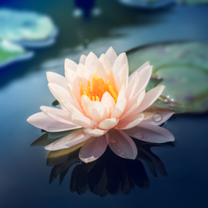 Effortless Mindfulness: The Ultimate Medicine for our Times