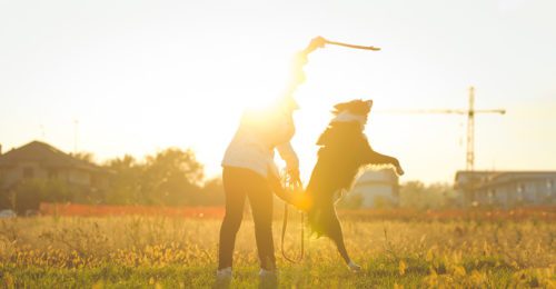 Person playing with dog in sunny field