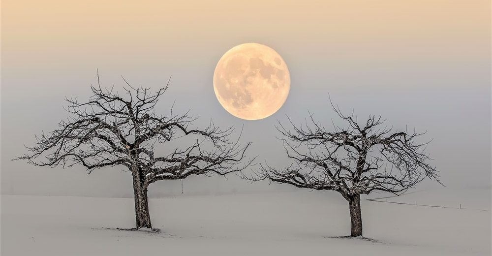 Two trees in winter with the moon between them