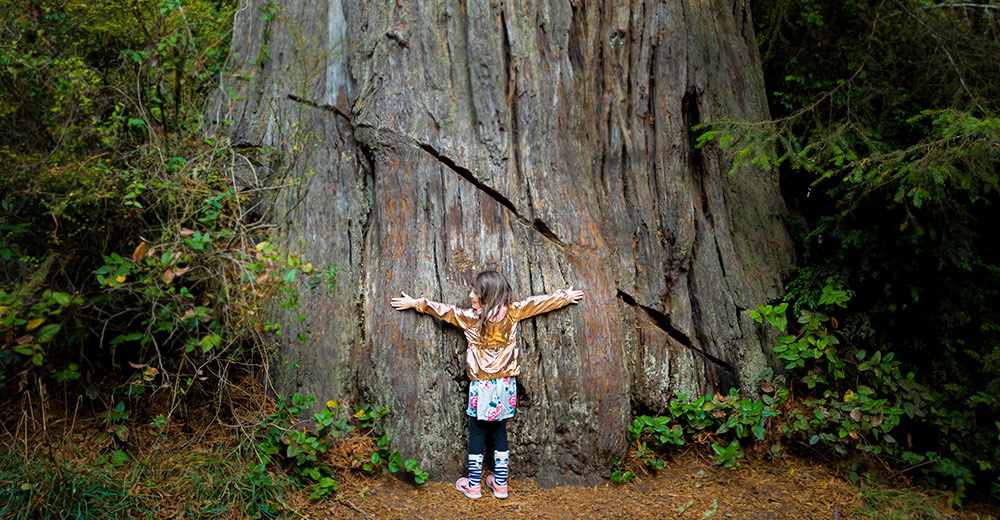 Little girl hugging a redwood tree